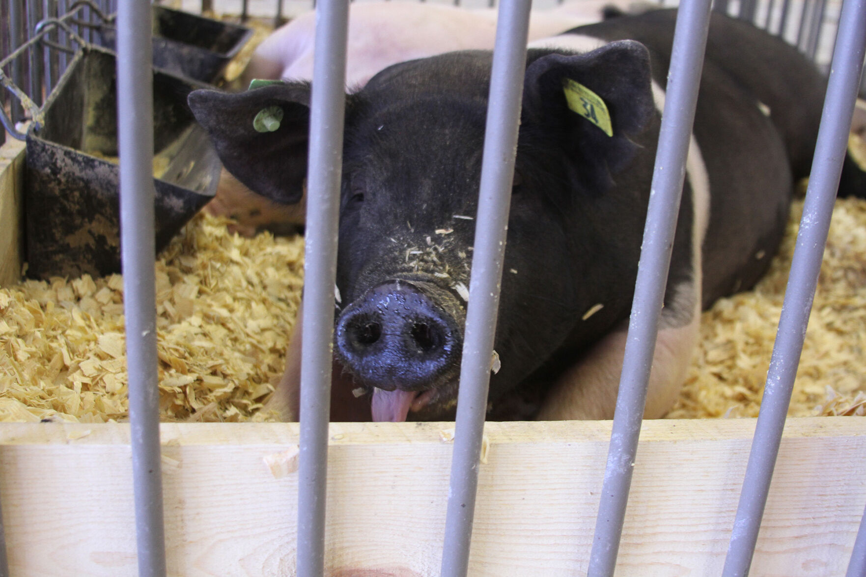 PHOTOS: Scenes from the Scotts Bluff County Fair